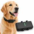 Dog wearing a black GPS tracker on the dogs collar 